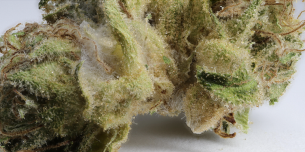 Mold, Bacteria, and Yeast—Oh My! What’s Lurking in Your Weed? - CED Clinic - Can You Smoke Weed Outside In Minnesota